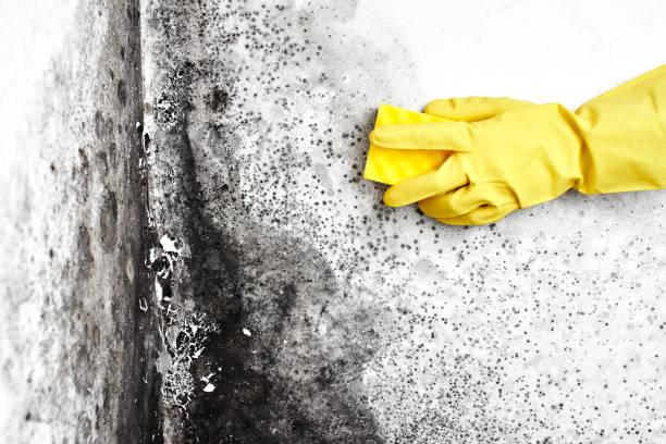 Best Black Mold Remediation in Gadsden, AL