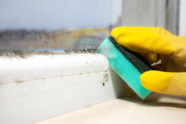 Best Residential Mold Remediation in Gadsden, AL