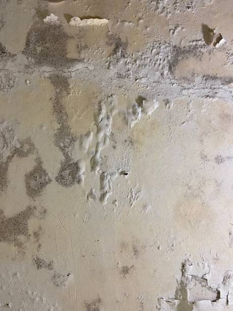 Best Residential Mold Remediation in Gadsden, AL