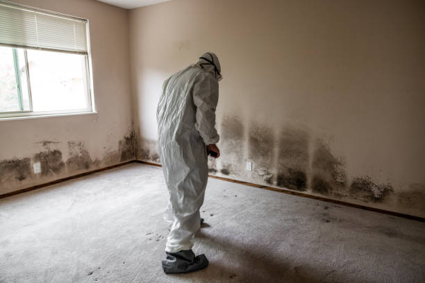 Best Post-Flood Mold Remediation in Gadsden, AL