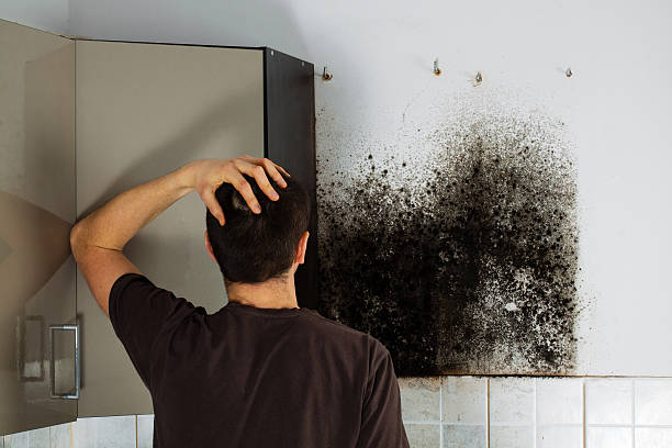 Best Attic Mold Remediation in Gadsden, AL