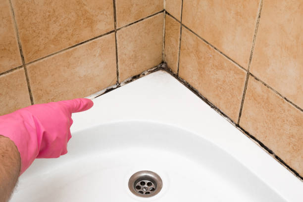 Best Basement Mold Remediation in Gadsden, AL